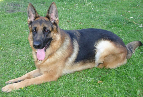 balti handsome german shepherd