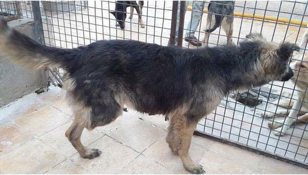 three legged barid gsd treated so badly