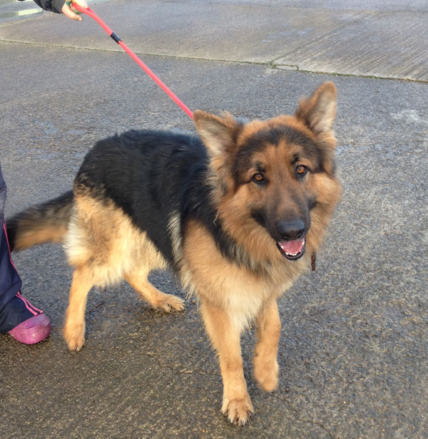 Barney is a very handsome young German Shepherd