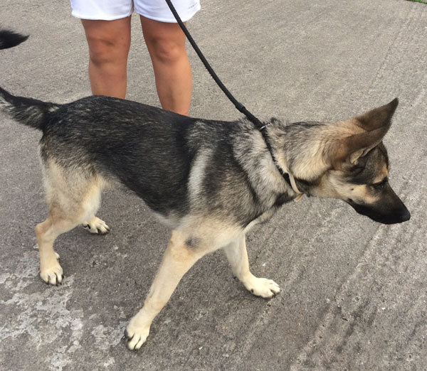 baron the young gsd keen to explore and smell new things