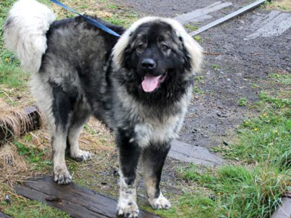 Bear Caucasian Shepherd Dog