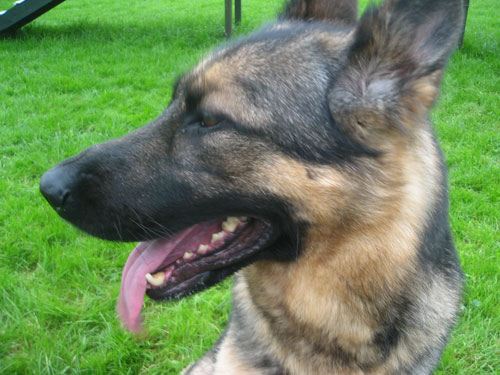 becca female sable german shepherd