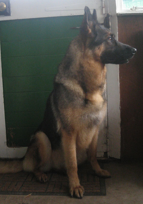 stunning young female german shepherd