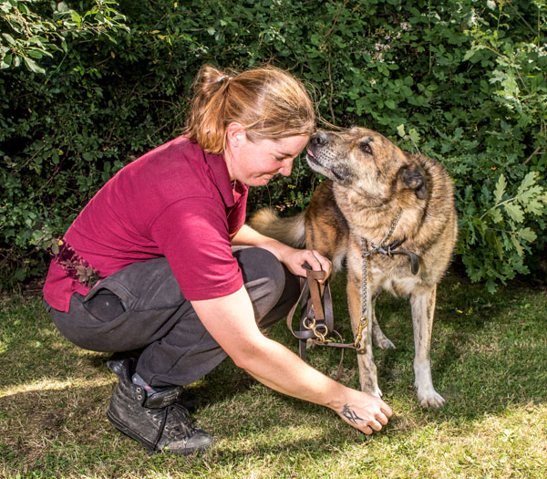 Give Benji a chance - he needs a home not kennels, he deserves some love