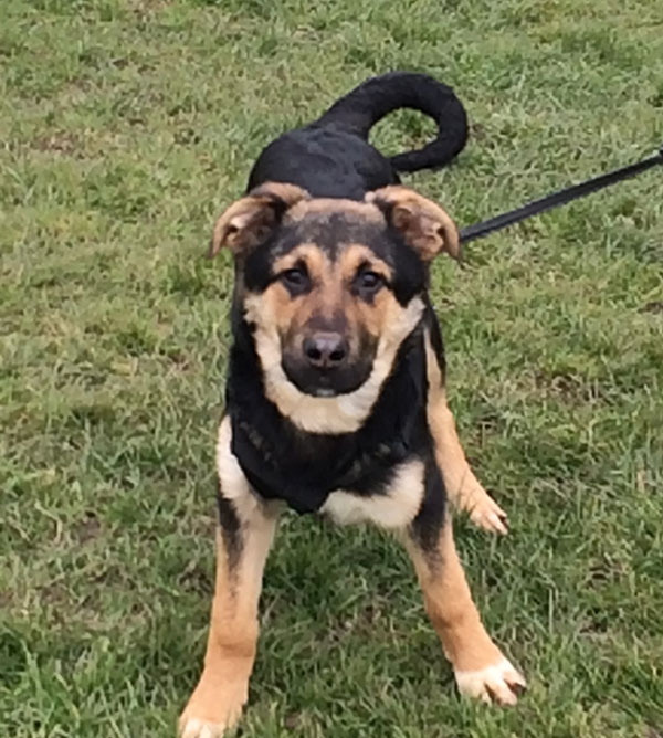 Our cheeky chappy Berg the 6 month old puppy