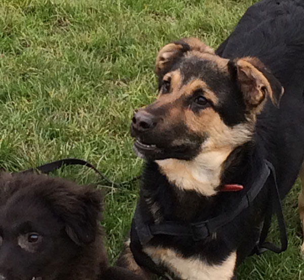 Berg with another rescued puppy called Buddy