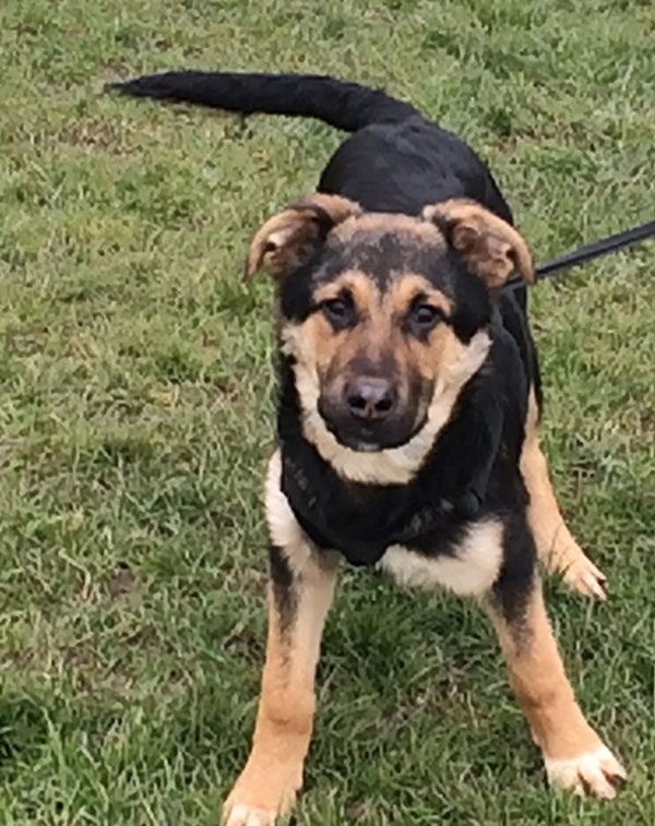 Berg the gsd cross puppy is way off the scale for cute!