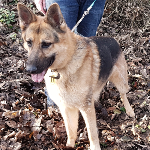 Bernie - Cambridgeshire