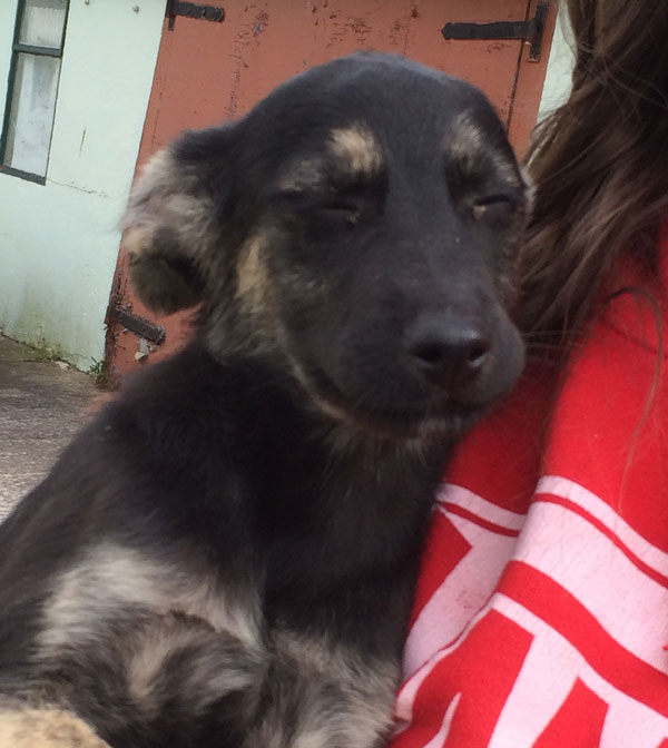 bertiue the gsd puppy with his eyes closed