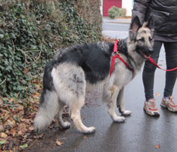 what a cracker this young german shepherd is