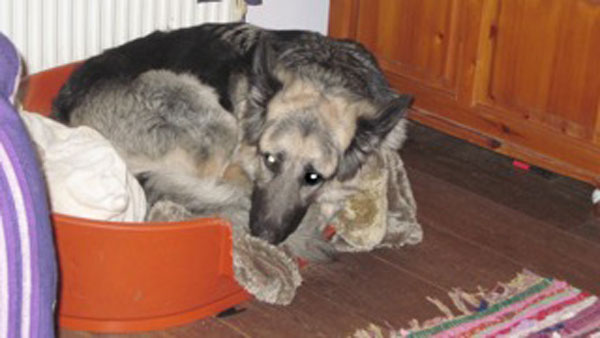 Biffy the german shepherd all called up in his basket