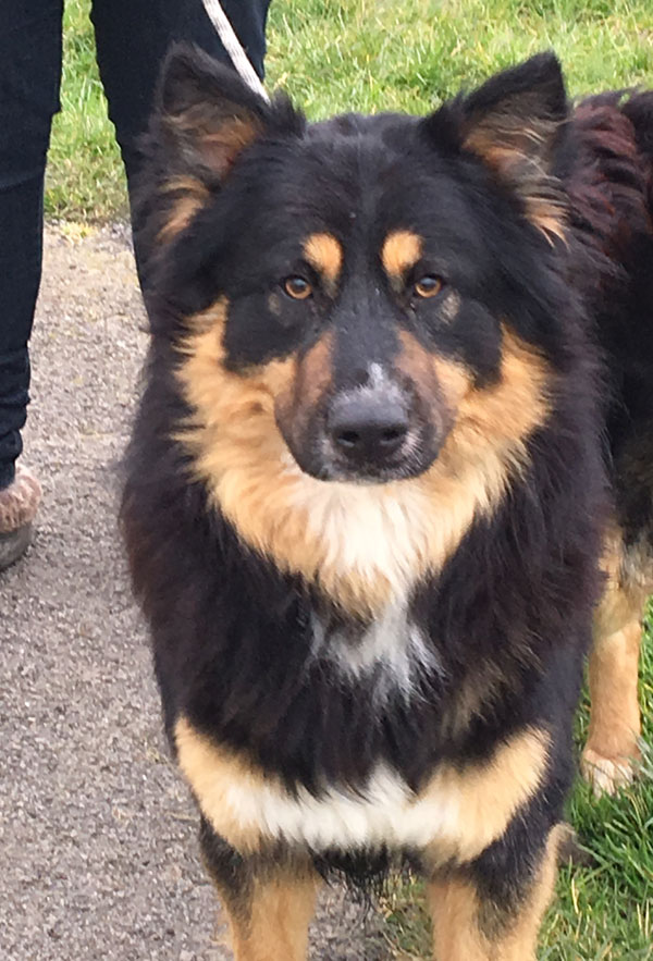 Bilbo gsd bucovina cross just loves walkies