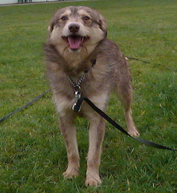 Billy would love to cuddle up to you on the sofa.