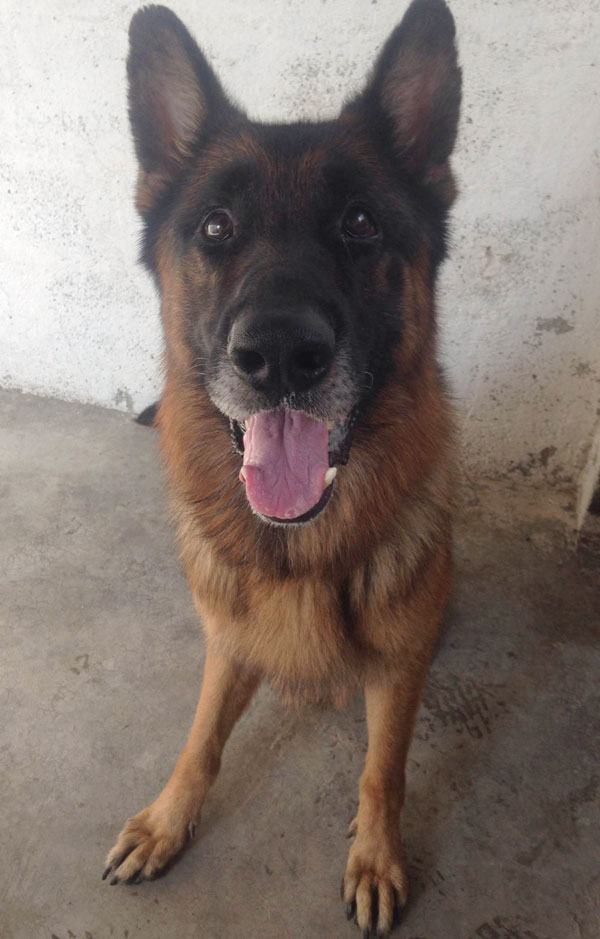 Blue the german shepherd says, please take me home