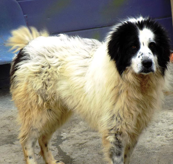 Blueberry the bucovina shepherd will be a stunner after a good grooming.