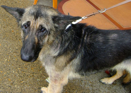 sad face of german shepherd suffering appalling neglect