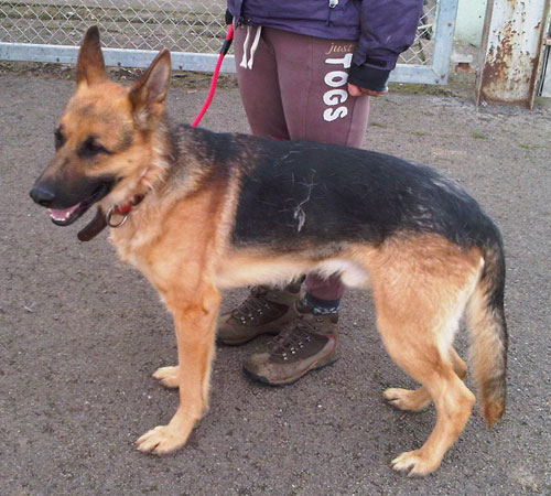 boris the gsd needs a forever home