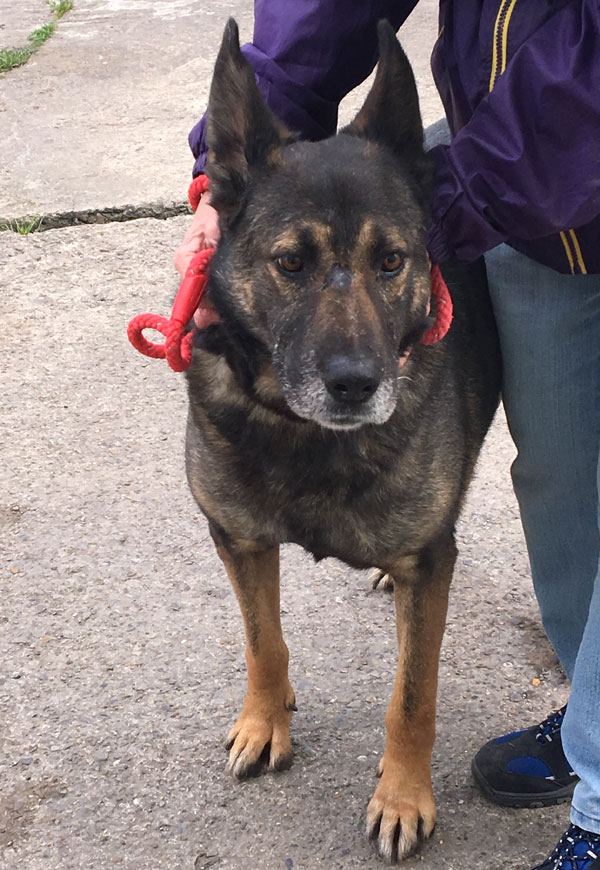 Boss does not want to spend the rest of his days in kennels