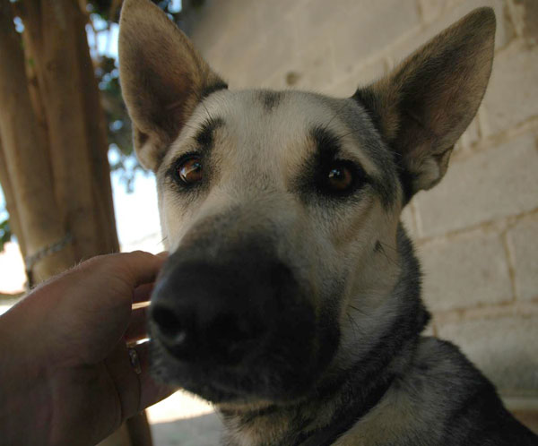 bruno a very handsome young gsd