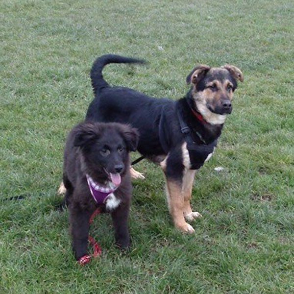 Buddy playing with another rescued puppy called Berg