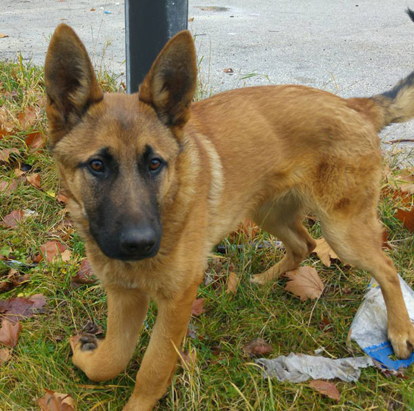 handsome Marti gsd puppy