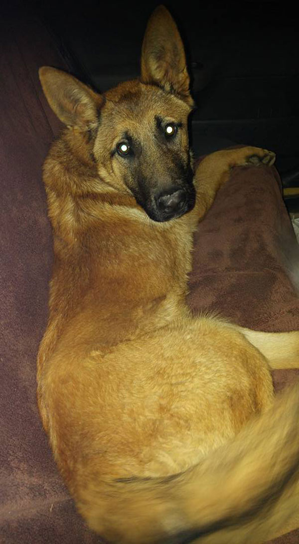 Marti getting comfy on his bed.