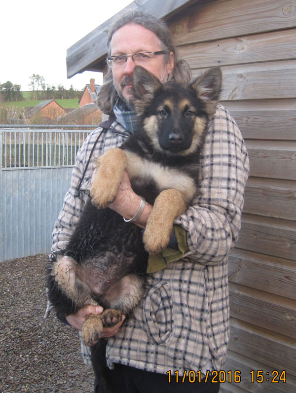 busby bear beautiful big chunky rescue german shepherd puppy