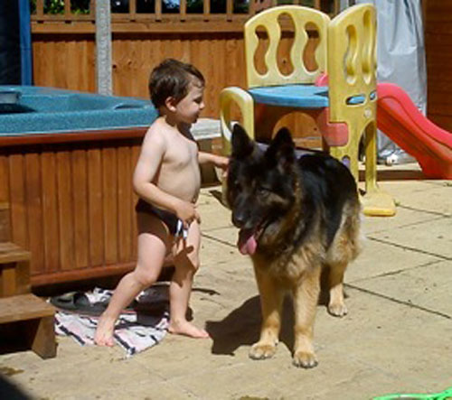 carmen the older gsd having fun with the youngsters