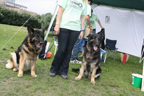 carmen the gsd helping at a fundraising event