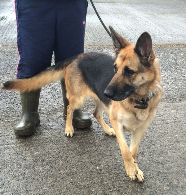 beautiful cassie gsd