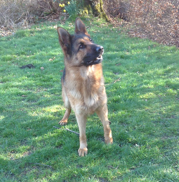 Cassie the GSD is such a beautiful well trained girl.