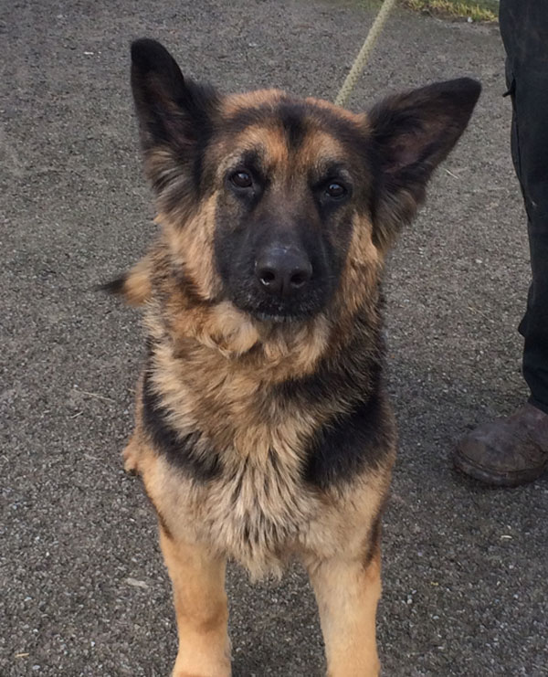 Poor Cassie the badly treated german shepherd has now recovered from her ordeal