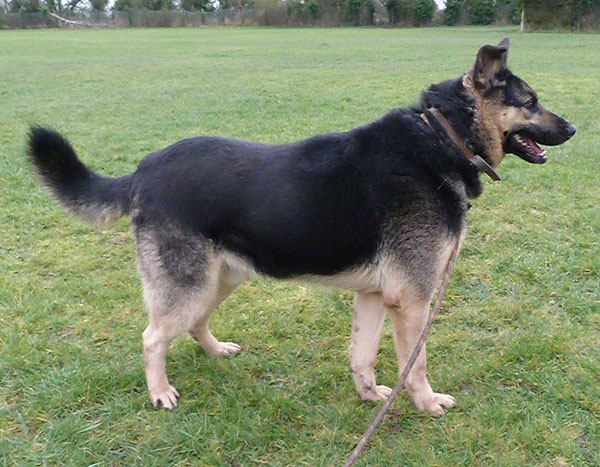 Look how handsome I am says Charlie the german shepherd