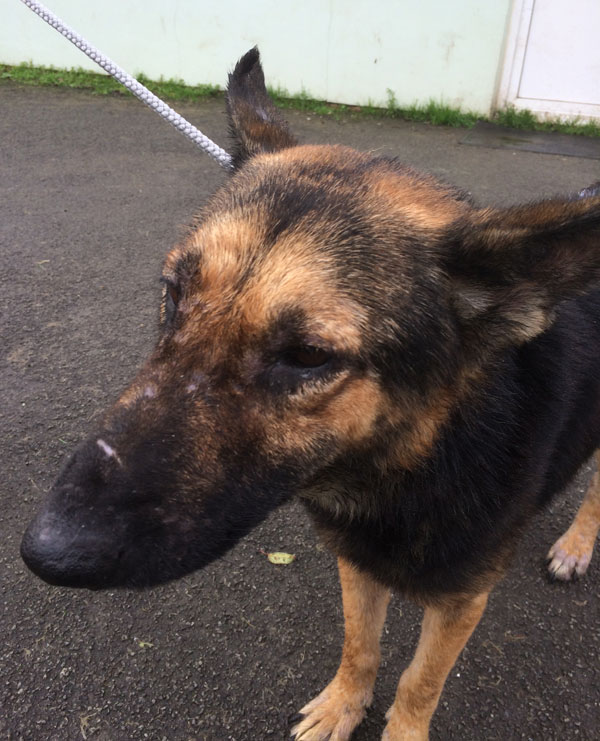 Champ cruely treated gsd needs to know what it's like to be loved and cared for