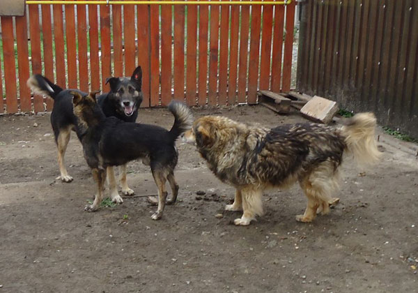 chance the rescue gsd making friends