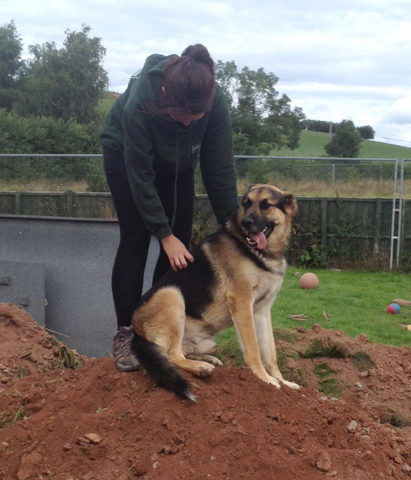 chenko the gsd enjoying a fuss