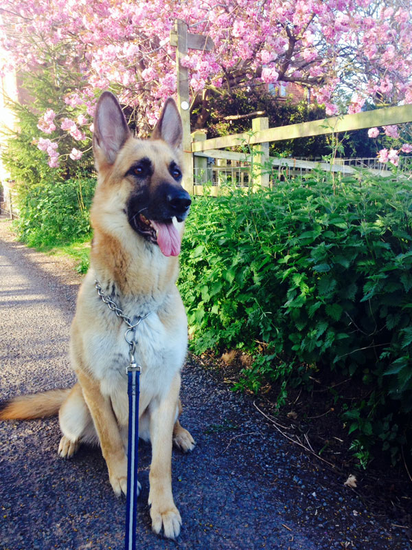 handsome german shepherd chester