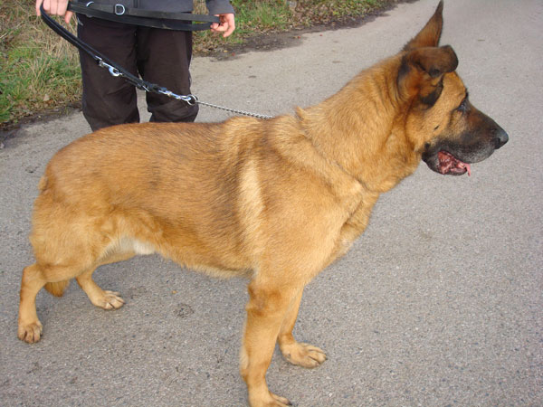 Scvooby gsd cross loves to play football