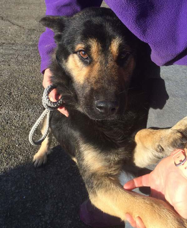 chunky the german shepherd with beautiful eyes