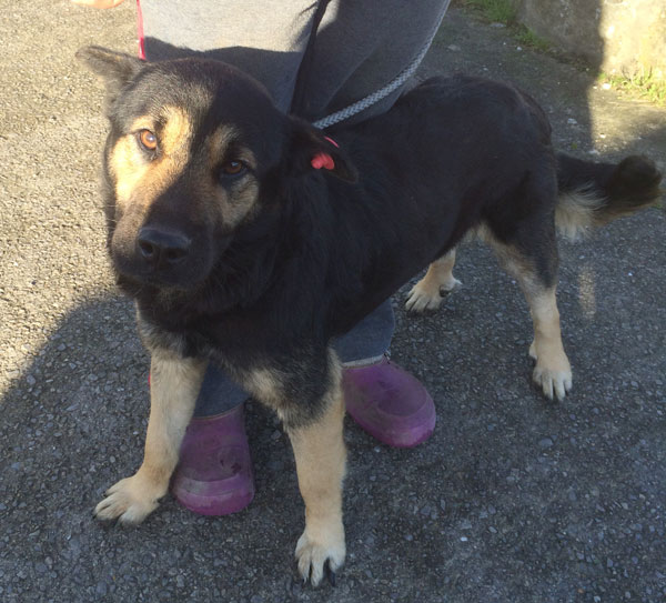 a gsd with a face you cannot resist