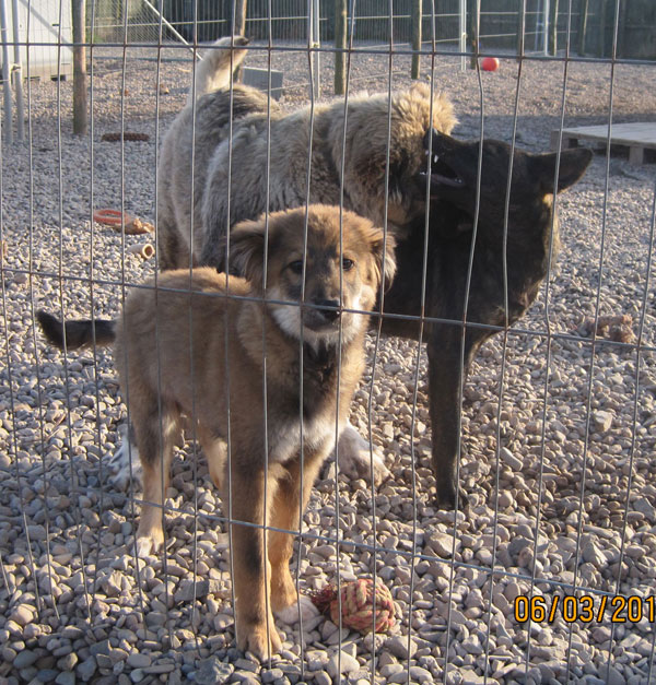 Clyde the 5 month old puppy with his friends Ruby and Sox