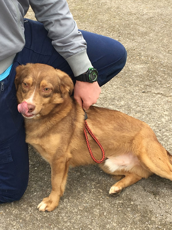 Cookie the gsd cross  hoping that a new mum and dad will come for him soon.