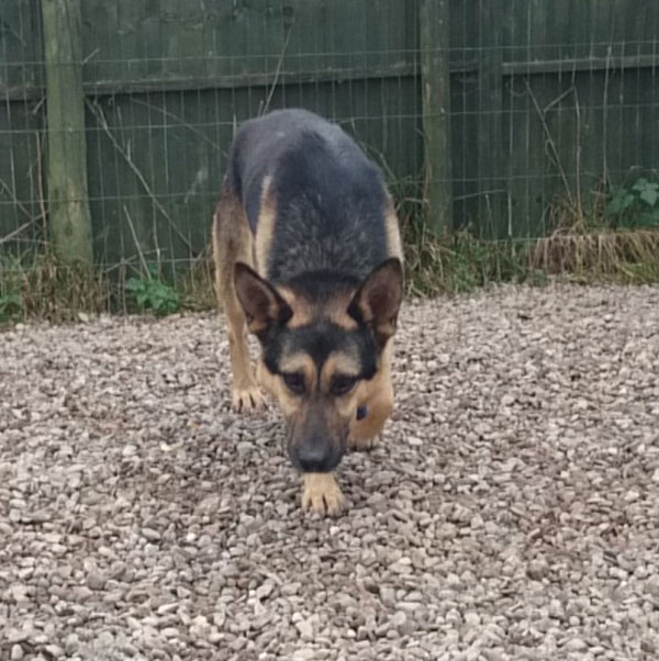 skinny gsd from romania