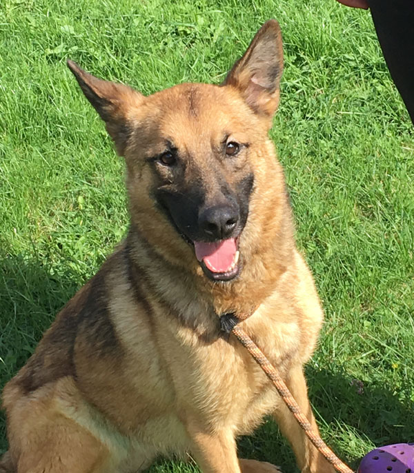 Darcy - gorgeous Romanian german shepherd