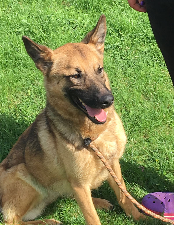 Darcy the GSD now has hope that she will find her forever home here in the UK