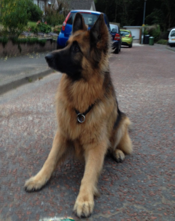 handsome Dylan 6 year old GSD looking for a new home