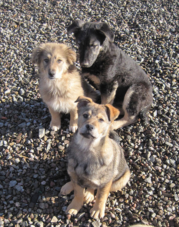 eddie the puppy with elsa and suzi