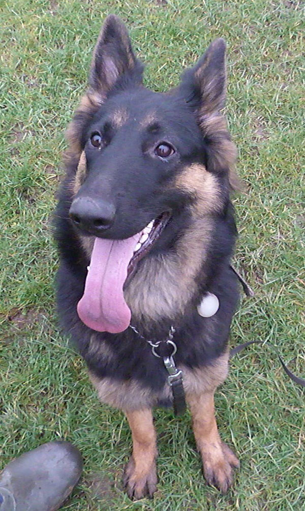 Elena the gsd puppy just want to please