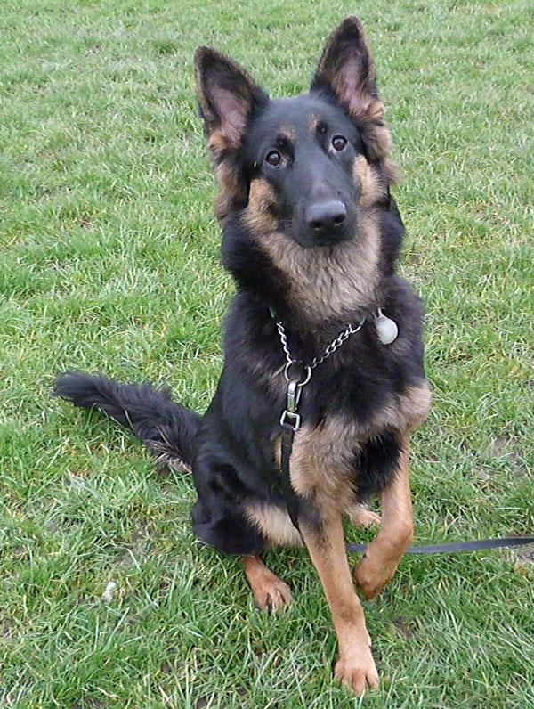 this young german shepherd  is so alert