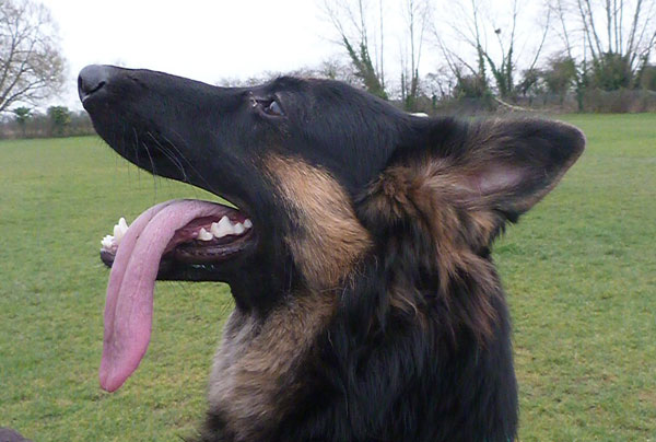 That's a huge tongue!!